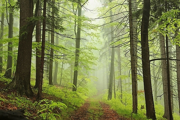 포토 JPG 해외이미지 나무 식물 공원 유럽 길 여행 낙엽 잎 자국 자연 날씨 풍경 사람없음 초록색 평화 환경 봄 트래킹 활발 하이킹 안개 나뭇가지 신선 황무지 숲 신비 오솔길 5월 그림 공상 마법 뿌연 삼림지대 해외포토 계절 공공시설 나라 컬러 컨셉 레저 날짜 생태계 파일형식 이미지허브