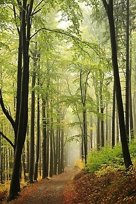 포토 JPG 해외이미지 나무 계절 공원 도로 길 여행 백그라운드 단풍 낙엽 잎 자국 자연 동화 날씨 사람없음 야외 초록색 노란색 평화 활발 하이킹 안개 나뭇가지 시골 숲 신비 오솔길 공상 10월 방법 뿌연 해외포토 식물 공공시설 컬러 컨셉 교통시설 레저 날짜 생태계 파일형식 이미지허브