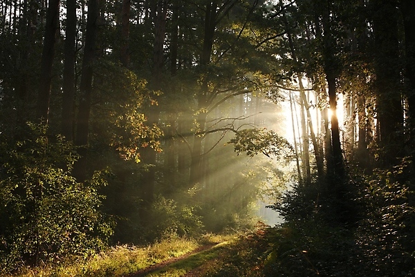 포토 JPG 해외이미지 나무 공원 실루엣 도로 길 여행 잎 자국 자연 사람없음 야외 빛 컬러풀 햇빛 태양 일출 맑음 침묵 일몰 새벽 하이킹 안개 광선 나뭇가지 소나무 숲 신비 오솔길 침엽수 내추럴 뿌연 삼림지대 가문비나무 해외포토 자연요소 식물 공공시설 컬러 컨셉 교통시설 레저 날씨 촬영기법 노을 소리 생태계 파일형식 이미지허브