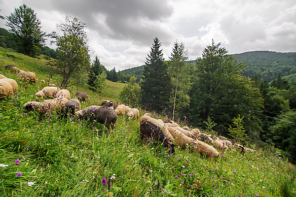 포토 JPG 해외이미지 나무 동물 유럽 여행 백그라운드 밭 농업 자연 산 파노라마 사람없음 야외 초록색 농장 농경지 마을 계곡 맑음 가축 봄 흰색 시골 양 그룹 소 양치기 군중 숲 방목 언덕 양고기 양모 밭일 절정 찰과상 많음 해외포토 식물 직업 계절 나라 산업 컬러 컨셉 포유류 날씨 촬영기법 육류 사람 직물 축산업 상처 생태계 파일형식 이미지허브