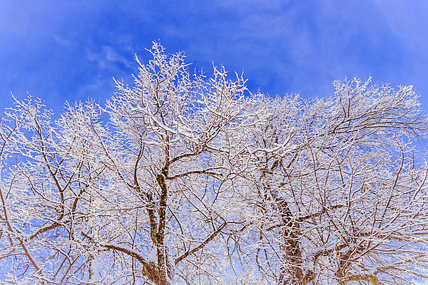 포토 JPG 해외이미지 계절 공원 여행 크리스마스 겨울 밭 자연 하늘 날씨 휴가 산 풍경 사람없음 야외 햇빛 놀람 농촌 시골 황무지 영혼 오스트리아 숲 12월 그림 알프스 1월 뿌연 웅장함 잘츠부르크 눈내림 환상 산맥 해외포토 공공시설 기념일 감정 유럽 컨셉 농업 눈_날씨 표정 태양 날짜 생태계 파일형식 이미지허브