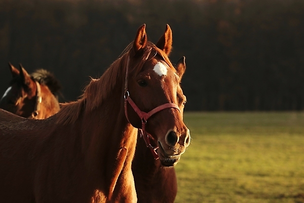 포토 JPG 해외이미지 나무 응시 계절 실루엣 유럽 백그라운드 밭 포유류 자연 아침 사람없음 야외 빛 컬러풀 햇빛 태양 뷰티 농장 갈색 머리 일출 일몰 새벽 자녀 시골 먹이 방목 장면 갈기 조랑말 내추럴 망아지 해외포토 주간 자연요소 식물 동물 시선 나라 새끼 컬러 농업 촬영기법 신체부위 노을 말_동물 축산업 생태계 파일형식 이미지허브