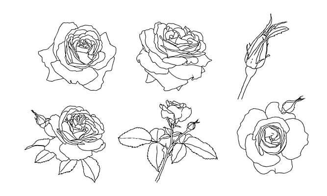 EPS 해외이미지 식물 손 디자인 꽃잎 꽃 선 꽃무늬 일러스트 자연 미술 그래픽 장식 장미 정원 검은색 봄 벚꽃 흰색 우아함 스케치 라인아트 그림 윤곽 고립 엘리먼트 미니멀 해외일러스트 계절 컬러 컨셉 무늬 문화예술 신체부위 생태계 파일형식 벡터 이미지허브