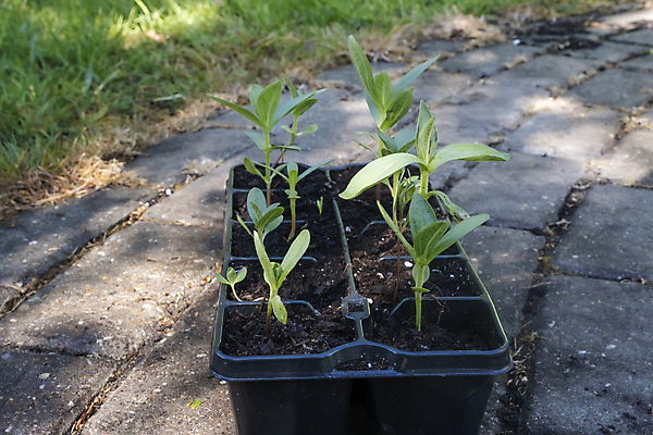 포토 JPG 해외이미지 식물 꽃 화분 화초 백그라운드 잎 패턴 농업 자연 주택 씨앗 취미 사람없음 초록색 환경 정원 흙 봄 놀이방 성장 냄비 플라스틱 꽃집 유기농 원예 먼지 튜브 내추럴 돌봄 모종 묘목 밭일 심기 온실 원예사 카피스페이스 해외포토 나무 직업 웰빙 계절 산업 컬러 무늬 모션 재질 건물 상점 공백 솥 생태계 파일형식 이미지허브