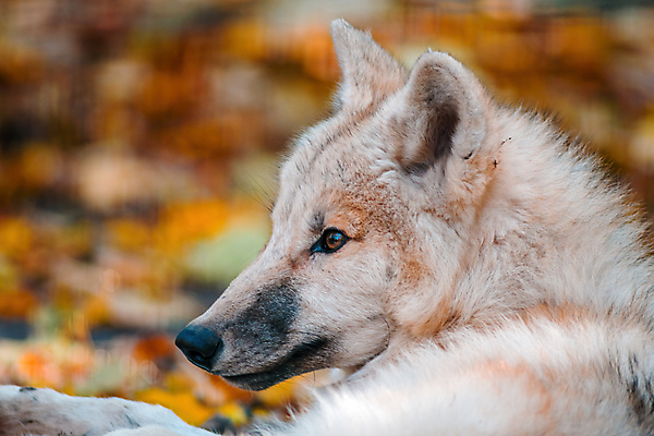 포토 JPG 해외이미지 주간 한마리 야생동물 사람없음 야외 아웃포커스 늑대 북극늑대 해외포토 자연요소 동물 1 포유류 촬영기법 파일형식 이미지허브