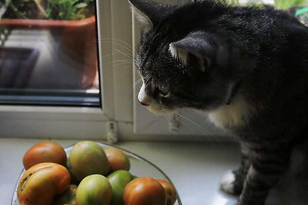 포토 JPG 해외이미지 동물 응시 얼굴 백그라운드 창문 포유류 수염 주택 털 실내 앉기 사람없음 내부 옆모습 반려동물 고양이 슬픔 흰색 커튼 기다림 닫기 편안함 위험 호기심 얼룩무늬 표범 돌봄 세련 해외포토 시선 감정 뷰포인트 컬러 컨셉 무늬 모션 건물 신체부위 감각 파일형식 이미지허브