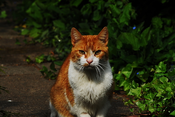 포토 JPG 해외이미지 동물 포유류 자연 주택 앉기 사람없음 야외 빨간색 반려동물 햇빛 머리 정원 맑음 고양이 흰색 해외포토 컬러 모션 날씨 건물 신체부위 태양 생태계 파일형식 이미지허브