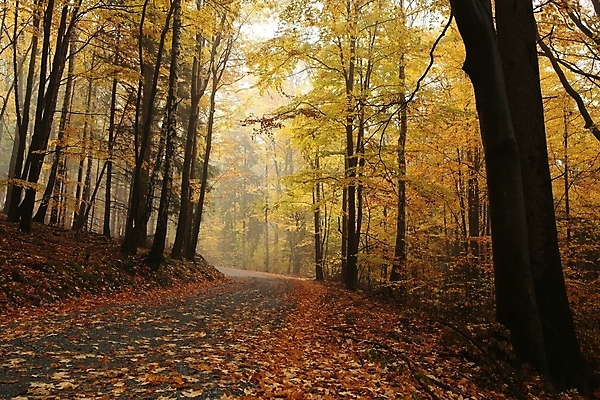 포토 JPG 해외이미지 나무 계절 공원 길 여행 백그라운드 낙엽 잎 자국 자연 날씨 사람없음 야외 초록색 노란색 평화 활발 하이킹 안개 나뭇가지 시골 황금 숲 신비 오솔길 공상 마법 10월 내추럴 방법 뿌연 해외포토 식물 공공시설 컬러 컨셉 레저 날짜 생태계 파일형식 이미지허브