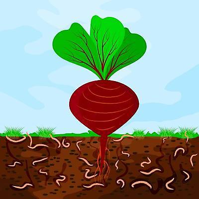 EPS 해외이미지 식물 지구 음식 십자가 밭 농업 채소 일러스트 부분 자연 초록색 농작물 농장 정원 흙 재활용 성장 터널 벌레 땅 유기농 원예 뿌리 먼지 진흙 지하 층 유지 낭비 땅바닥 땅파기 비트 영양소 해외일러스트 웰빙 산업 길 컬러 곤충 컨셉 바닥 취미 친환경 생태계 파일형식 벡터 이미지허브