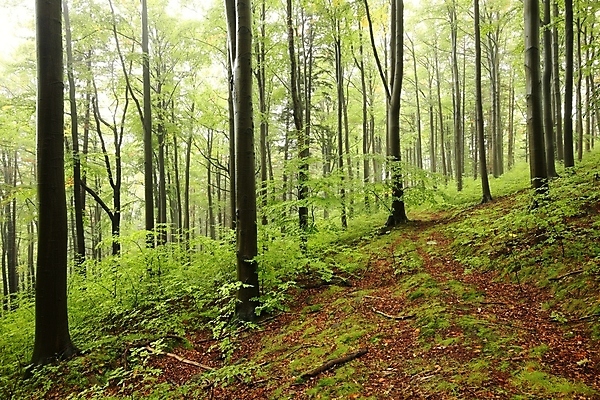 포토 JPG 해외이미지 나무 식물 계절 공원 여행 백그라운드 낙엽 잎 자연 사람없음 야외 초록색 컬러풀 평화 우주 환경 활발 안개 나뭇가지 신선 숲 신비 그림 공상 마법 내추럴 뿌연 삼림지대 해외포토 공공시설 컬러 컨셉 날씨 생태계 파일형식 이미지허브