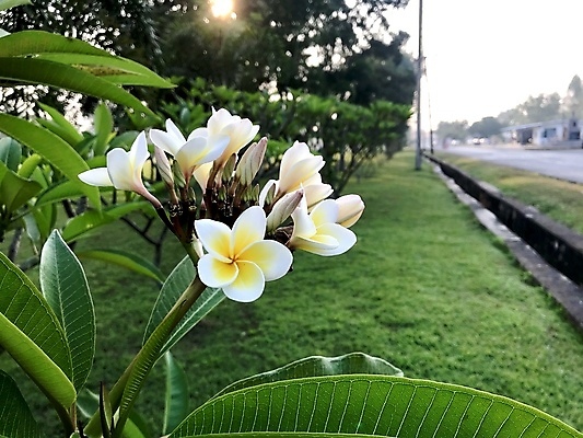 포토 JPG 해외이미지 주간 사람없음 야외 뷰티 라오스 열대꽃 해외포토 자연요소 꽃 아시아 파일형식 이미지허브