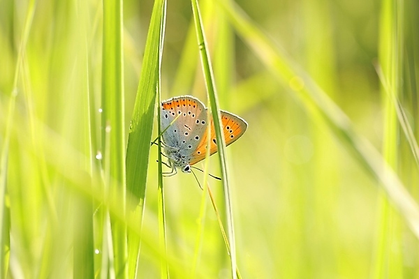 포토 JPG 해외이미지 식물 동물 실루엣 야생동물 나비 곤충 백그라운드 밭 신체 날개 오렌지 자연 하늘 아침 안테나 풍경 사람없음 야외 초록색 여름 빛 햇빛 태양 머리 일출 환경 정원 봄 신선 작음 묘사 생물학 취급주의 해외포토 주간 자연요소 계절 교육 컬러 농업 과일 통신 촬영기법 경고 신체부위 노을 크기 생태계 파일형식 이미지허브