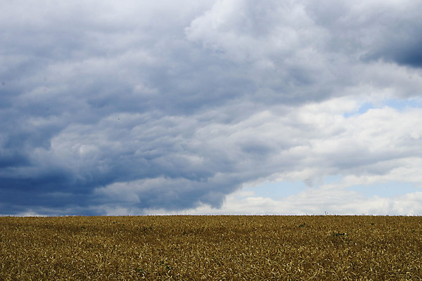 포토 JPG 해외이미지 식물 음식 빵 줄기 백그라운드 밭 농업 자연 하늘 건조 옥수수 미술 씨앗 사람없음 야외 가로 파란색 농작물 햇빛 태양 뷰티 농장 노란색 일출 맑음 황혼 일몰 수확 성장 시골 황금 저녁 낟알 시리얼 밀 보리 귀 밀짚 숙성 호밀 수평선 해외포토 자연요소 산업 컬러 날씨 문화예술 곡류 신체부위 노을 짚 야간 생태계 파일형식 이미지허브