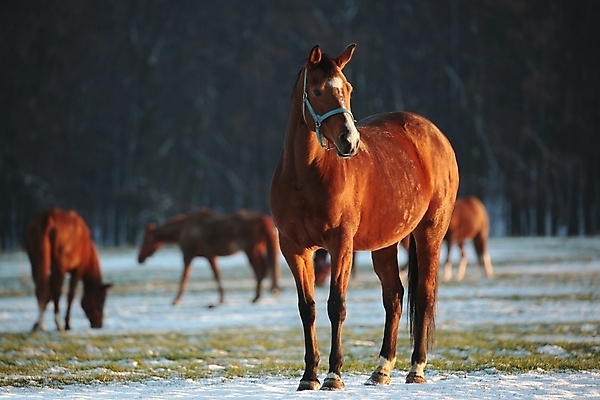 포토 JPG 해외이미지 나무 응시 계절 실루엣 유럽 백그라운드 밭 포유류 자연 아침 사람없음 야외 빛 컬러풀 햇빛 태양 뷰티 농장 갈색 머리 일출 일몰 새벽 자녀 시골 먹이 방목 장면 갈기 조랑말 내추럴 망아지 해외포토 주간 자연요소 식물 동물 시선 나라 새끼 컬러 농업 촬영기법 신체부위 노을 말_동물 축산업 생태계 파일형식 이미지허브