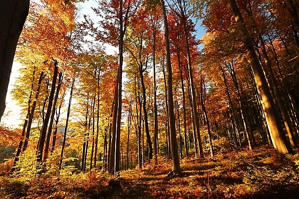 포토 JPG 해외이미지 주간 단풍 자연 단풍나무 풍경 사람없음 야외 가을풍경 가을 풀 숲속 울창 해외포토 자연요소 나무 식물 계절 잎 숲 생태계 파일형식 가을_계절 이미지허브