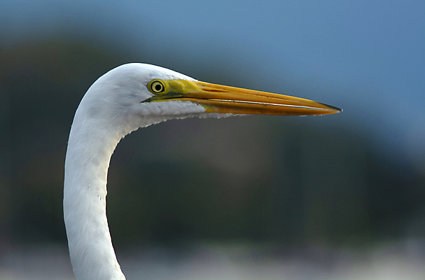 포토 JPG 해외이미지 동물 야생동물 섬 여행 백그라운드 자연 조류 휴가 사람없음 야외 노란색 머리 흰색 남아메리카 라틴아메리카 왜가리 깃털 부리 브라질 내추럴 해외포토 컬러 아메리카 신체부위 생태계 파일형식 이미지허브