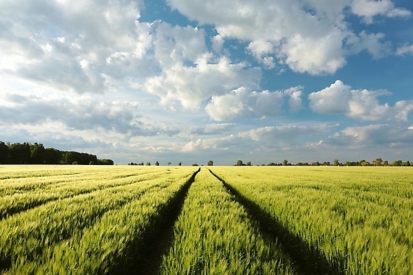 포토 JPG 해외이미지 구름 계절 유럽 도로 길 백그라운드 밭 농업 자연 하늘 파노라마 옥수수 풍경 사람없음 야외 여름 빛 농작물 햇빛 태양 농경지 우주 맑음 일몰 봄 새벽 수확 성장 시골 신선 황금 낟알 땅 시리얼 밀 조경 귀 장면 내추럴 호밀 수평선 해외포토 자연요소 나라 산업 음식 교통시설 날씨 곡류 촬영기법 신체부위 농장 노을 생태계 파일형식 이미지허브
