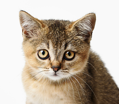 포토 JPG 해외이미지 한마리 응시 새끼 앉기 근접촬영 사람없음 반려동물 귀여움 고양이 회색 반려묘 해외포토 동물 1 시선 뷰포인트 컬러 컨셉 포유류 모션 파일형식 이미지허브