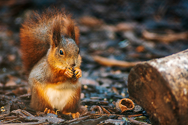 포토 JPG 해외이미지 나무 동물 한마리 1 응시 공원 야생동물 음식 겨울 포유류 자연 생물 털 앉기 사람없음 야외 목재 빨간색 초록색 뷰티 갈색 가을 설치류 숲 작음 모피 호기심 꼬리 다람쥐 귀 솜털 내추럴 고립 해외포토 식물 시선 계절 공공시설 감정 컬러 컨셉 재료 모션 신체부위 크기 생태계 파일형식 이미지허브