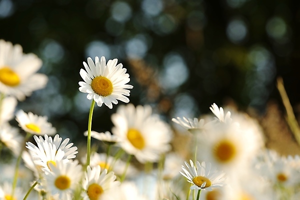 포토 JPG 해외이미지 식물 꽃잎 꽃 줄기 백그라운드 꽃무늬 밭 자연 벽지 건강 풍경 사람없음 야외 여름 컬러풀 햇빛 태양 뷰티 일출 환경 정원 맑음 봄 새벽 들꽃 성장 벚꽃 흰색 시골 신선 5월 데이지 향기 아로마 꽃가루 캐모마일 많음 해외포토 자연요소 계절 컬러 컨셉 무늬 농업 날씨 노을 날짜 가루 허브 생태계 냄새 파일형식 이미지허브
