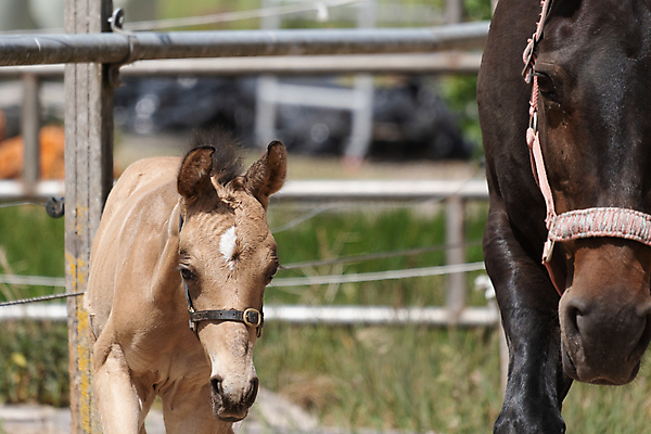 포토 JPG 해외이미지 전신 동물 행복 모래 포즈 이동 2 모션 자연 놀이 엄마 함께함 사람없음 야외 옆모습 여름 태양 농장 갈색 노란색 머리 힘 목장 자유 시골 신생아 신용카드 손목시계 크림 망아지 부스 방목장 해외포토 자연요소 계절 감정 새끼 뷰포인트 시계 컬러 컨셉 농업 장신구 가족 신체부위 금융 아기 말_동물 생태계 파일형식 이미지허브