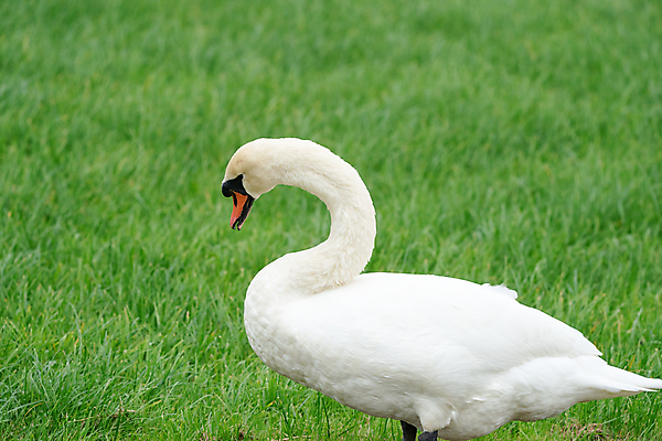 포토 JPG 해외이미지 주간 한마리 호수 사람없음 야외 백조 해외포토 자연요소 1 조류 파일형식 이미지허브