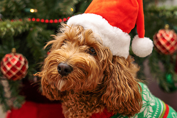 포토 JPG 해외이미지 스튜디오촬영 동물 응시 옷 행복 크리스마스 포유류 휴가 털 앉기 사람없음 빨간색 반려동물 산타클로스 축제 우정 스패니얼 흰색 침대 표현 개 강아지 낙서 실크 스웨터 푸들 솜털 생강 송곳니 고립 기르기 유래 클라우스 해외포토 시선 기념일 감정 컬러 가구 상의 채소 모션 실내 친구 직물 치아 돌봄 파일형식 이미지허브