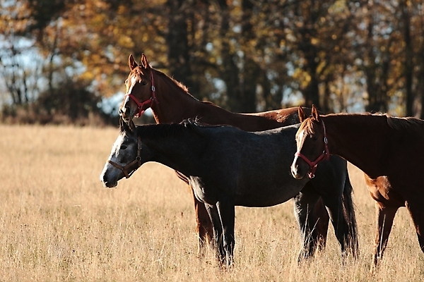 포토 JPG 해외이미지 나무 계절 실루엣 백그라운드 밭 포유류 자연 아침 사람없음 야외 빛 컬러풀 햇빛 태양 농장 갈색 머리 일출 일몰 새벽 활발 시골 그림 갈기 조랑말 내추럴 망아지 해외포토 주간 자연요소 식물 동물 새끼 컬러 컨셉 농업 촬영기법 신체부위 노을 말_동물 생태계 파일형식 이미지허브
