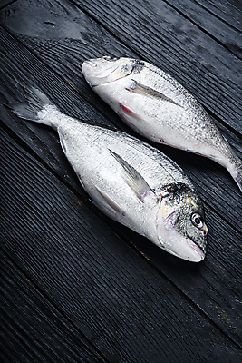 포토 JPG 해외이미지 검은배경 사람없음 날것 도미 해외포토 백그라운드 어류 검은색 파일형식 이미지허브