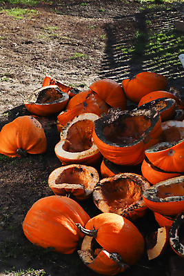 포토 JPG 해외이미지 식물 계절 음식 줄기 백그라운드 잎 밭 농업 채소 오렌지 과일 부분 자연 호박 휴가 건강 사람없음 야외 장식 농작물 컬러풀 농장 노란색 정원 축제 할로윈 수확 성장 시골 신선 시장 볏짚 농부 11월 유기농 박 추수감사절 밀짚 스쿼시 10월 내추럴 땅바닥 숙성 해외포토 직업 웰빙 산업 기독교 스포츠 컬러 바닥 구기 날짜 짚 생태계 파일형식 이미지허브