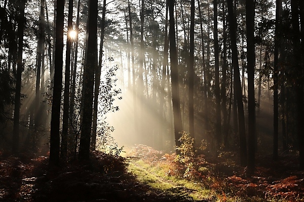 포토 JPG 해외이미지 나무 공원 도로 길 여행 자국 자연 아침 그림자 풍경 사람없음 야외 목재 빛 햇빛 태양 일출 환경 침묵 일몰 새벽 하이킹 안개 광선 가을 소나무 숲 신비 오솔길 공상 침엽수 마법 내추럴 강렬 뿌연 삼림지대 가문비나무 해외포토 주간 자연요소 식물 계절 공공시설 컨셉 재료 교통시설 레저 날씨 노을 소리 생태계 파일형식 이미지허브