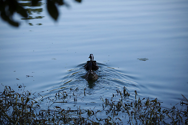 포토 JPG 해외이미지 동물 커플 호수 야생동물 과학 백그라운드 잎 2 자연 조류 표면 생물 오리 안전 사람없음 야외 강 환경 수영 젖음 다양 물방울 연못 오픈 쌍 황무지 보호 깃털 생태계 생물학 물새 서식지 리빙 동물상 민물 생태학 잔물결 해외포토 식물 교육 물결 다수 컨셉 관계 조형물 수상스포츠 파일형식 이미지허브