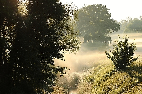 포토 JPG 해외이미지 나무 계절 실루엣 여행 백그라운드 낙엽 잎 밭 오렌지 자연 하늘 아침 산 안테나 풍경 사람없음 야외 여름 빛 컬러풀 햇빛 태양 일출 환경 계곡 침묵 일몰 새벽 활발 안개 가을 나뭇가지 시골 숲 내추럴 뿌연 해외포토 주간 자연요소 식물 컬러 컨셉 농업 과일 통신 날씨 촬영기법 노을 소리 생태계 파일형식 이미지허브