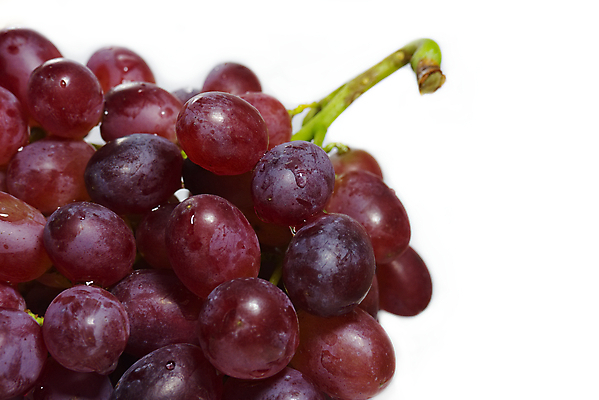 포토 JPG 해외이미지 식물 열매 음식 백그라운드 잎 농업 과일 자연 포도 디저트 건강 사람없음 빨간색 초록색 와인 보라색 주스 젖음 수확 흰색 나뭇가지 신선 달콤 다발 유기농 포도나무 내추럴 고립 숙성 채식주의자 해외포토 나무 웰빙 산업 음료 컬러 주류 맛 과일나무 생태계 채식 파일형식 이미지허브