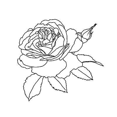 EPS 해외이미지 식물 손 디자인 꽃잎 꽃 선 꽃무늬 일러스트 자연 미술 그래픽 장식 장미 정원 검은색 봄 벚꽃 흰색 우아함 스케치 라인아트 그림 윤곽 고립 엘리먼트 미니멀 해외일러스트 계절 컬러 컨셉 무늬 문화예술 신체부위 생태계 파일형식 벡터 이미지허브