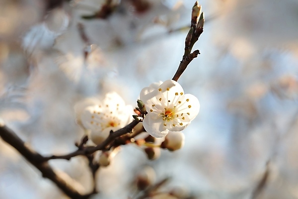 포토 JPG 해외이미지 나무 식물 계절 꽃잎 꽃 분홍색 백그라운드 꽃무늬 과일 자연 사람없음 야외 장식 컬러풀 햇빛 태양 뷰티 일출 환경 정원 일몰 봄 새벽 활발 성장 벚꽃 흰색 나뭇가지 신선 개화 체리 사과 과수원 4월 아로마 꽃가루 내추럴 강렬 꽃수술 취급주의 해외포토 자연요소 컬러 컨셉 무늬 농업 경고 노을 날짜 가루 생태계 파일형식 이미지허브
