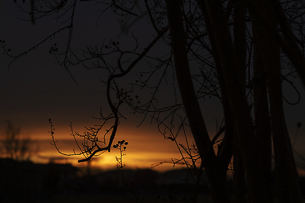 포토 JPG 해외이미지 나무 계절 실루엣 호수 백그라운드 오렌지 자연 하늘 아침 파노라마 사람없음 야외 빨간색 물 컬러풀 햇빛 태양 반사 갈색 우주 일출 환경 침묵 일몰 봄 새벽 활발 안개 나뭇가지 시골 연못 그림 장면 벌거벗은 뿌연 해외포토 주간 자연요소 식물 컬러 컨셉 과일 날씨 촬영기법 노을 소리 생태계 파일형식 이미지허브