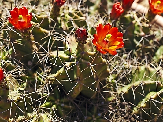 포토 JPG 해외이미지 선인장 사람없음 빨간색 벚꽃 개화 큼 수집 해외포토 식물 꽃 컬러 크기 파일형식 이미지허브