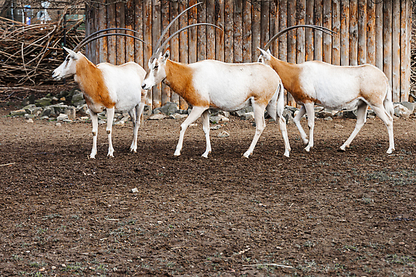 포토 JPG 해외이미지 동물 유럽 야생동물 포유류 아프리카 자연 뿔 동물원 사람없음 목재 울타리 갈색 사막 흰색 큼 방목 사파리 영양 멸종 폴란드 내추럴 동물상 브로츠와프 해외포토 나무 나라 컬러 재료 담장 조형물 축산업 크기 생태계 파일형식 이미지허브