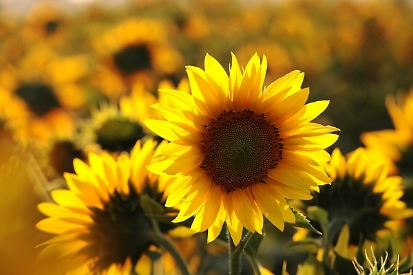 포토 JPG 해외이미지 식물 꽃잎 꽃 줄기 백그라운드 꽃무늬 밭 농업 자연 하늘 해바라기 건강 풍경 사람없음 야외 여름 빛 컬러풀 햇빛 태양 농장 노란색 머리 일출 환경 정원 맑음 황혼 일몰 활발 성장 벚꽃 시골 신선 개화 황금 원예 꽃가루 내추럴 꽃수술 많음 해외포토 자연요소 계절 산업 컬러 컨셉 무늬 날씨 취미 신체부위 노을 가루 생태계 파일형식 이미지허브