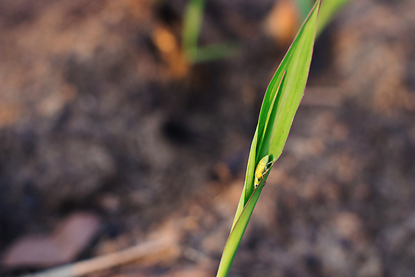 포토 JPG 해외이미지 나무 식물 계절 백그라운드 잎 농업 자연 새로움 사람없음 야외 초록색 환경 정원 봄 성장 흰색 나뭇가지 신선 벌레 내추럴 해외포토 산업 컬러 곤충 컨셉 생태계 파일형식 이미지허브