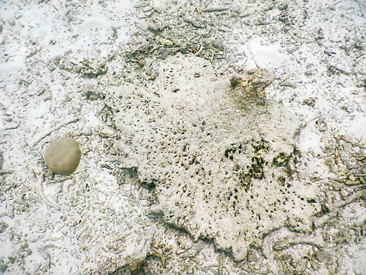 포토 JPG 해외이미지 동물 남자 야생동물 스포츠 바다 섬 여행 백그라운드 학교 자연 휴가 어류 사람없음 빨간색 물 파란색 컬러풀 뷰티 수중 산호 잠수부 큼 아래 다이빙 장면 암초 몰디브 이국적 해외포토 자연요소 교육 아시아 컬러 사람 수영 수중동물 자포동물 전문직 크기 방향 생태계 위치 수중스포츠 파일형식 이미지허브