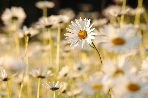 포토 JPG 해외이미지 식물 꽃잎 꽃 줄기 백그라운드 꽃무늬 밭 자연 건강 사람없음 야외 빛 컬러풀 햇빛 태양 뷰티 일출 환경 정원 일몰 봄 새벽 들꽃 성장 벚꽃 흰색 시골 신선 5월 데이지 향기 아로마 꽃가루 캐모마일 많음 해외포토 자연요소 계절 컬러 컨셉 무늬 농업 노을 날짜 가루 허브 생태계 냄새 파일형식 이미지허브