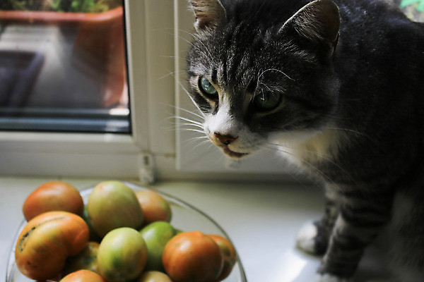 포토 JPG 해외이미지 동물 응시 얼굴 백그라운드 창문 포유류 수염 주택 털 실내 앉기 사람없음 내부 옆모습 반려동물 고양이 슬픔 흰색 커튼 기다림 닫기 편안함 위험 호기심 얼룩무늬 표범 돌봄 세련 해외포토 시선 감정 뷰포인트 컬러 컨셉 무늬 모션 건물 신체부위 감각 파일형식 이미지허브