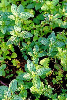 포토 JPG 해외이미지 식물 음식 백그라운드 잎 밭 농업 채소 재료 자연 건강 동양인 사람없음 야외 초록색 농작물 약 농경지 환경 정원 성장 신선 양념 맛 약초 민트 허브 향신료 유기농 원예 날것 향기 아로마 향 후추 아로마테라피 내추럴 스피아민트 해외포토 웰빙 산업 컬러 컨셉 의학 인종 취미 농장 풀_식물 생태계 냄새 테라피 향미료 파일형식 이미지허브