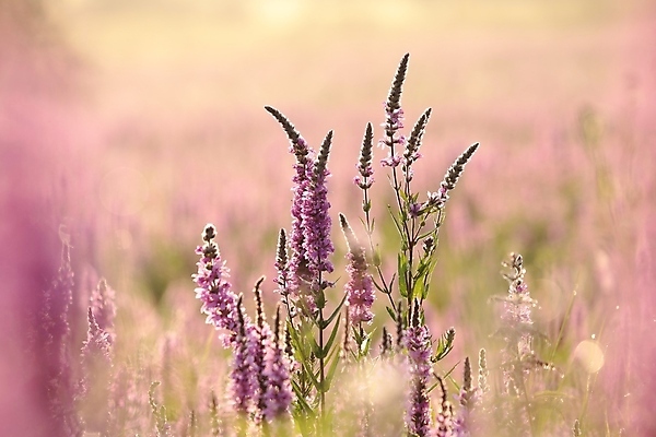 포토 JPG 해외이미지 꽃잎 분홍색 사람없음 햇빛 환경 보라색 새벽 들꽃 이슬 묘사 꽃가루 라벤더 많음 해외포토 자연요소 꽃 컬러 컨셉 태양 가루 허브 파일형식 이미지허브