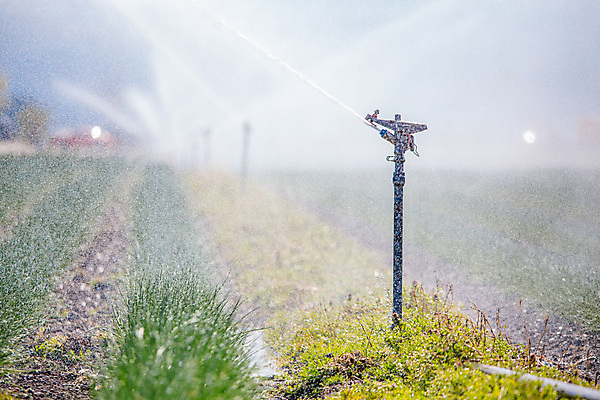 포토 JPG 해외이미지 식물 산업 음식 밭 농업 자연 건조 사람없음 물 농장 환경 농사 흙 봄 성장 시골 뜨거움 땅 물주기 유기농 생태계 유지 땅바닥 밭일 해외포토 자연요소 웰빙 계절 모션 바닥 파일형식 이미지허브