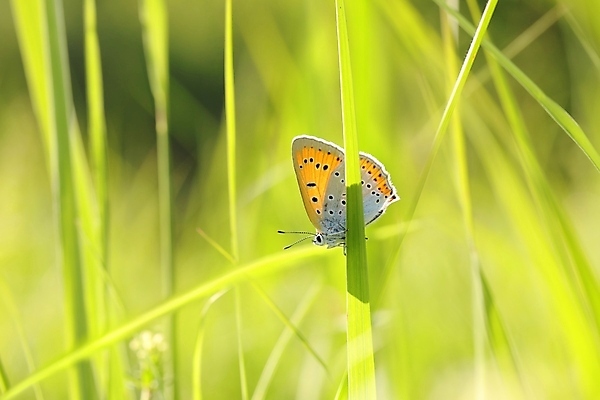 포토 JPG 해외이미지 식물 동물 실루엣 야생동물 나비 곤충 백그라운드 밭 신체 날개 오렌지 자연 하늘 아침 안테나 풍경 사람없음 야외 초록색 여름 빛 햇빛 태양 머리 일출 환경 정원 봄 신선 작음 묘사 생물학 취급주의 해외포토 주간 자연요소 계절 교육 컬러 농업 과일 통신 촬영기법 경고 신체부위 노을 크기 생태계 파일형식 이미지허브