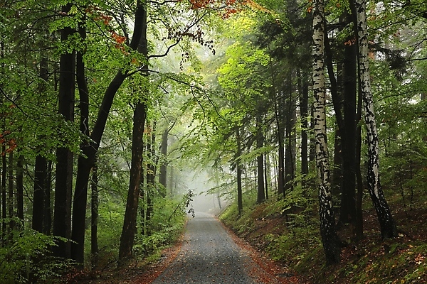 포토 JPG 해외이미지 나무 식물 계절 공원 도로 길 여행 백그라운드 낙엽 잎 자국 자연 날씨 사람없음 초록색 컬러풀 환경 하이킹 안개 나뭇가지 신선 숲 신비 오솔길 공상 마법 내추럴 뿌연 삼림지대 해외포토 공공시설 컬러 컨셉 교통시설 레저 생태계 파일형식 이미지허브