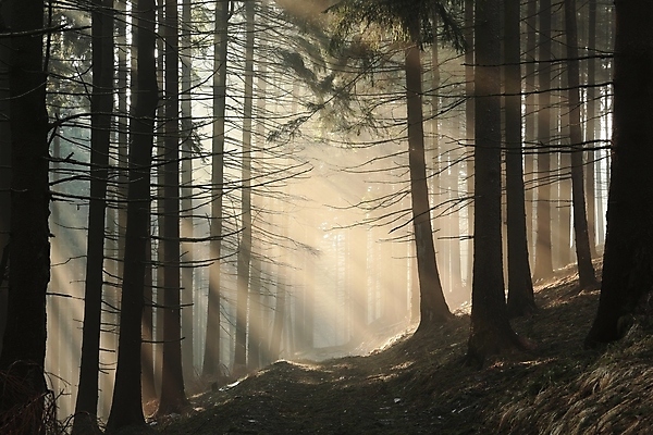 포토 JPG 해외이미지 나무 공원 도로 길 여행 자국 자연 아침 그림자 풍경 사람없음 야외 목재 빛 햇빛 태양 일출 환경 침묵 일몰 새벽 하이킹 안개 광선 가을 소나무 숲 신비 오솔길 공상 침엽수 마법 내추럴 강렬 뿌연 삼림지대 가문비나무 해외포토 주간 자연요소 식물 계절 공공시설 컨셉 재료 교통시설 레저 날씨 노을 소리 생태계 파일형식 이미지허브